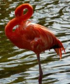 Busch Gardens Flamingo