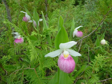 Our patch of Showy Lady's Slippers.
